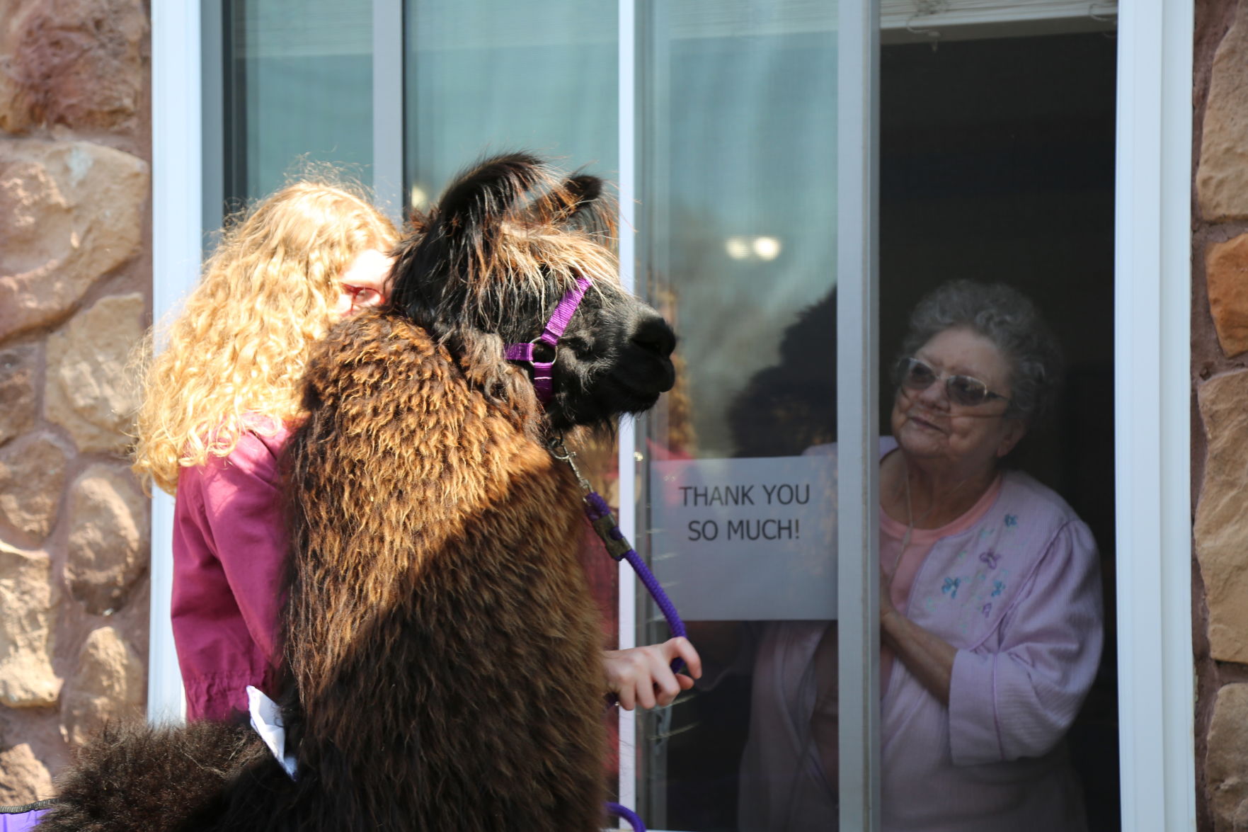Llamas on parade